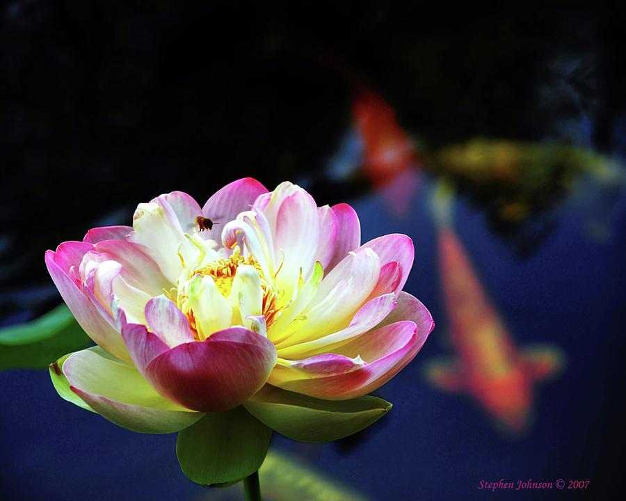 The Lotus and the Koi Photograph by Stephen Johnson