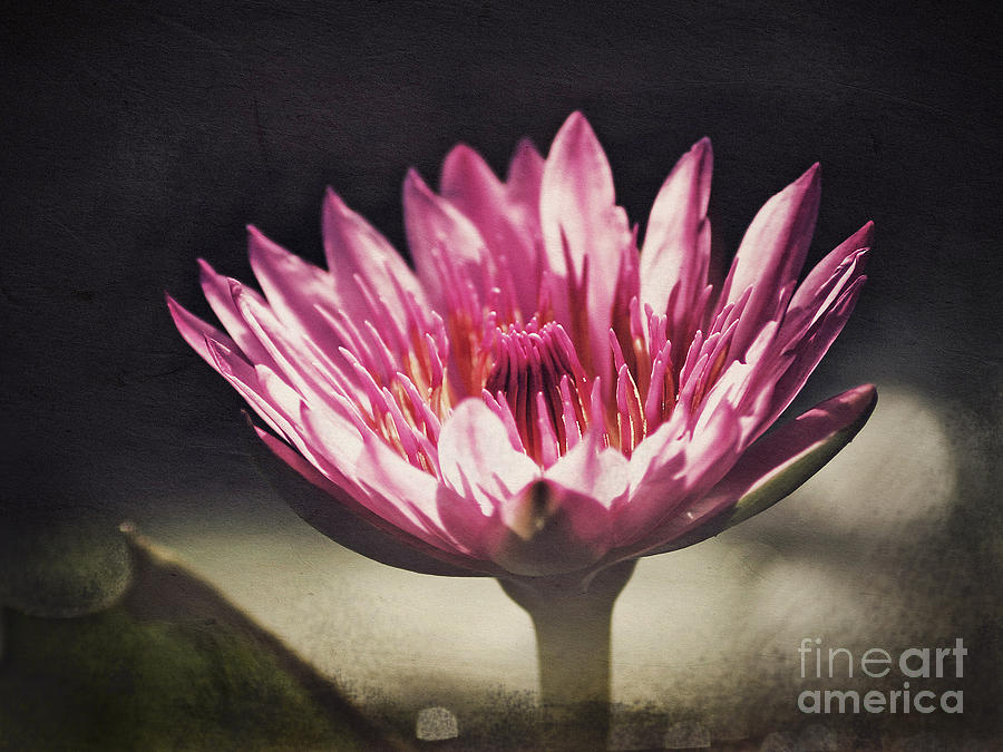 The Lotus Flower Photograph by Paul Topp