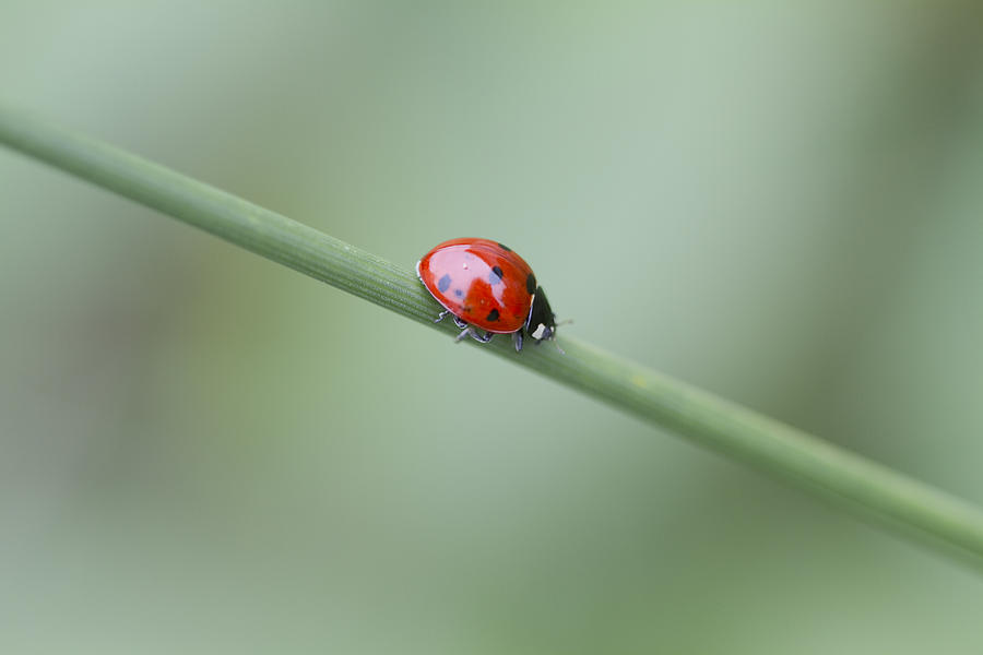The Lovely Ladybug Photograph by Kathy Clark