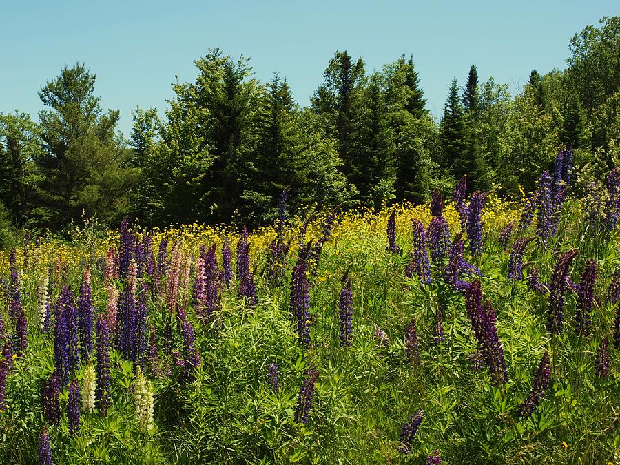 The Lupine field Photograph by John Scates