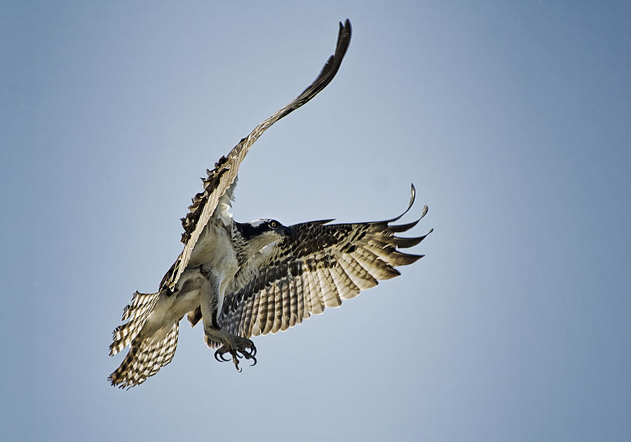 The Magnificent Osprey  Photograph by Saija Lehtonen