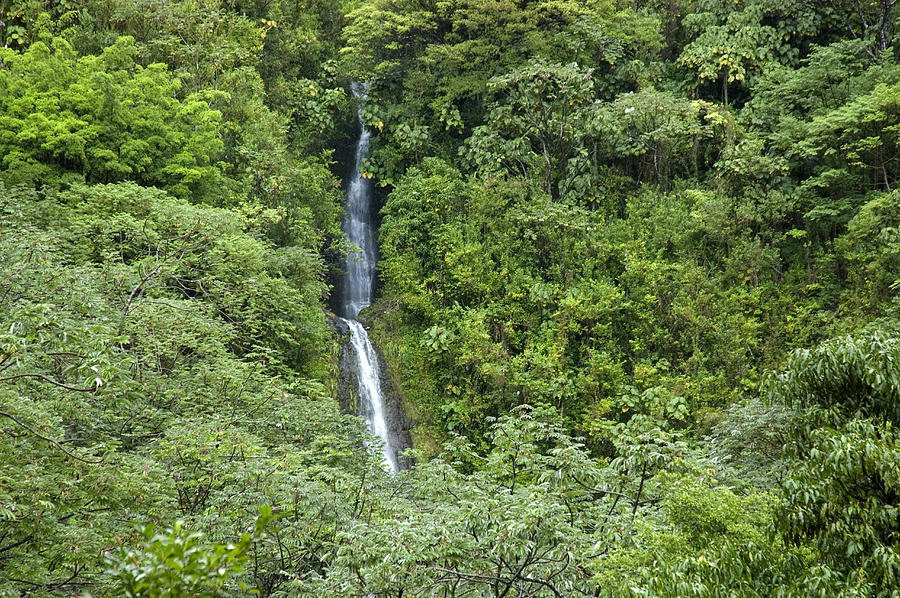 The Manoa Falls Waterfall In Honolulu Photograph By Stacy Gold