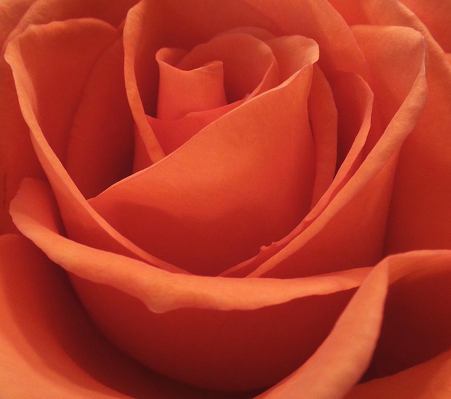 The Many Layers of a Beautiful Rose Photograph by Chad and Stacey Hall