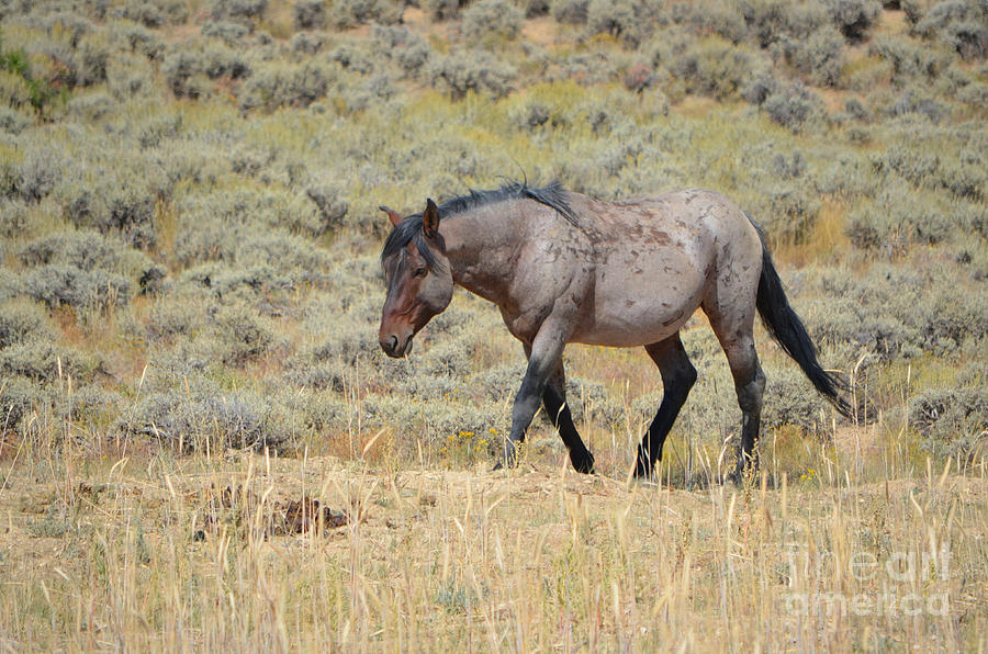 The Mare III - White Mountain Herd Wyoming Photograph by Donna Greene