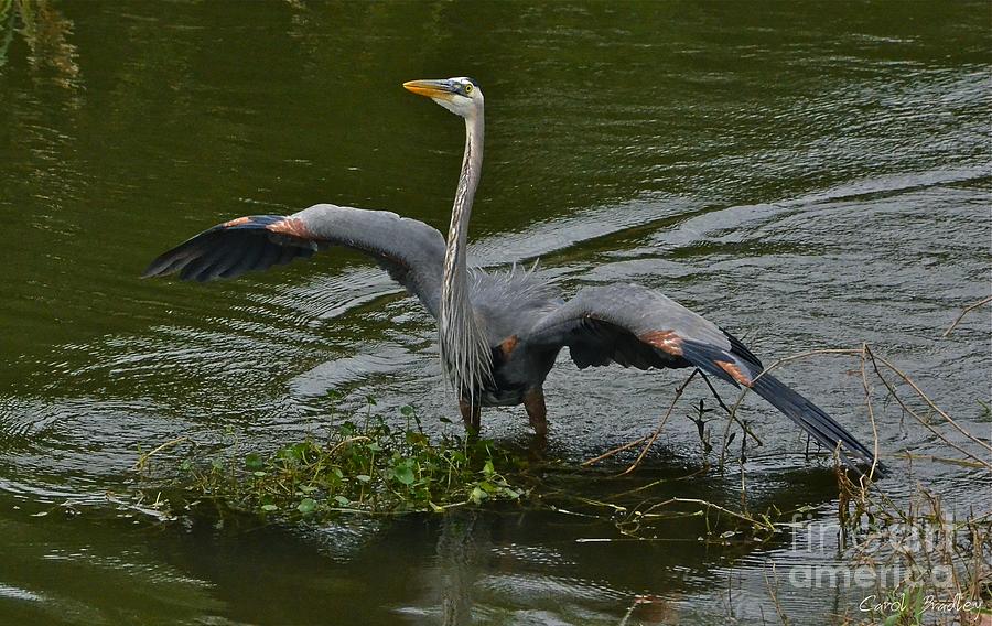 The Mating Dance Photograph by Carol  Bradley