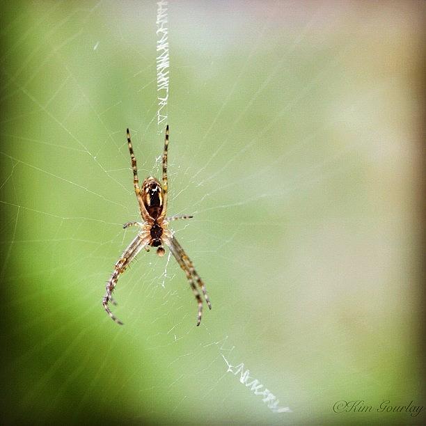 Spider Photograph - the Means To Gain Happiness Is To by Kim Gourlay