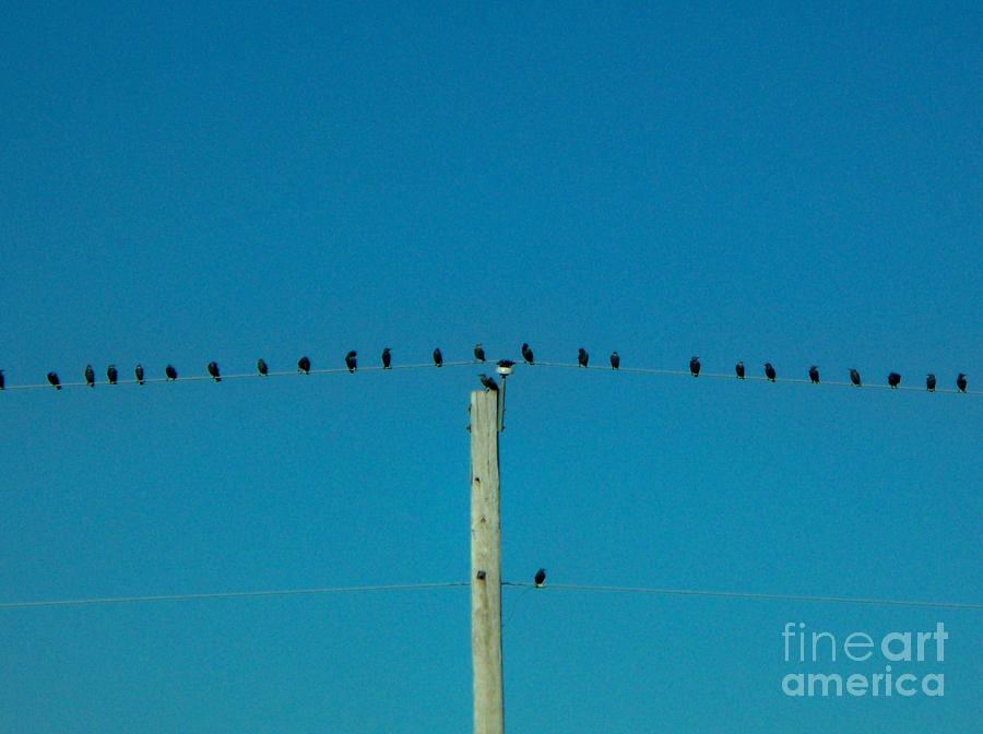Bird Photograph - The Meeting by Sheri Simmons