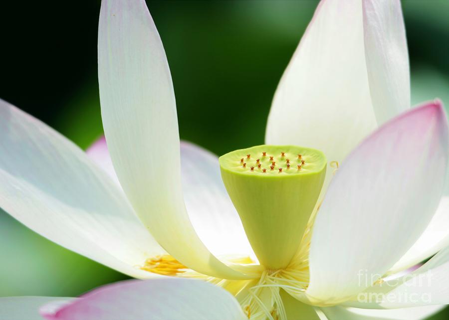 The Middle of a Lotus Photograph by Sabrina L Ryan