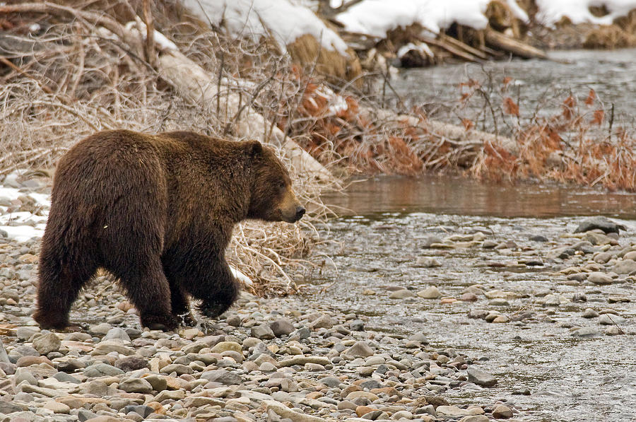 The Mighty Grizzly Photograph by Sandy Sisti