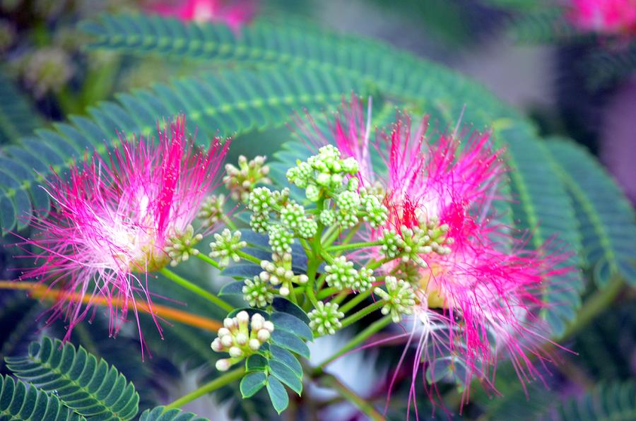 The Mimosa Tree Photograph by Maria Urso
