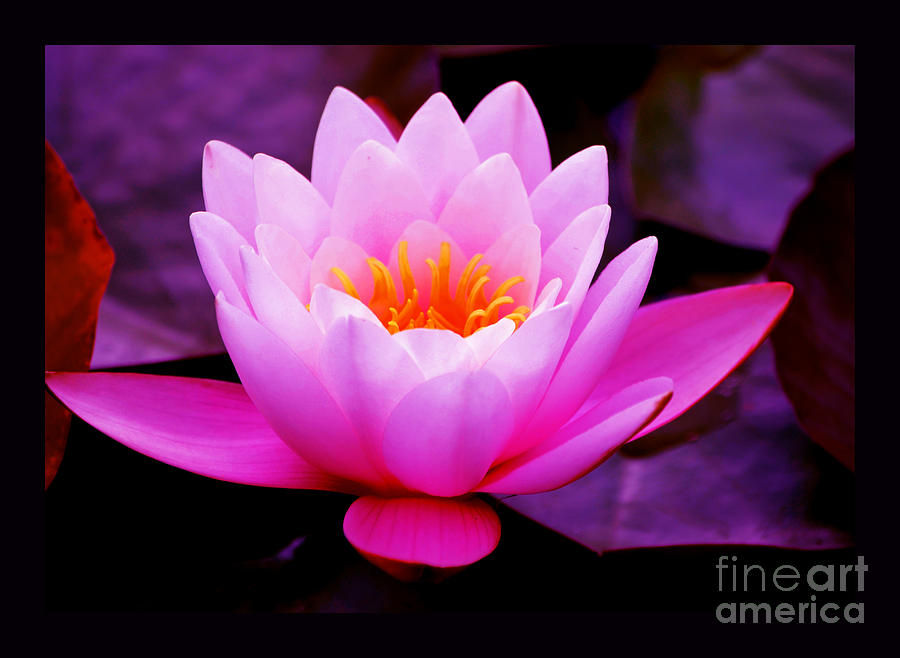 Lotus Photograph - The Mind of God by Susanne Still