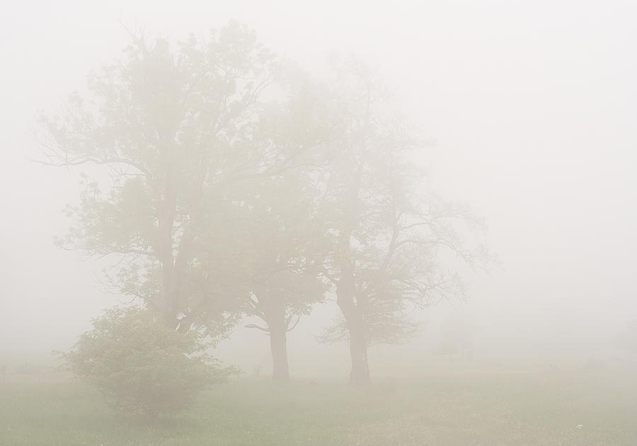 The misty tree family. Photograph by Alstair Thane - Fine Art America