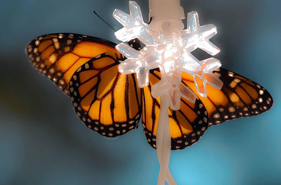 The Monarch and the Snowflake Photograph by DigiArt Diaries by Vicky B Fuller