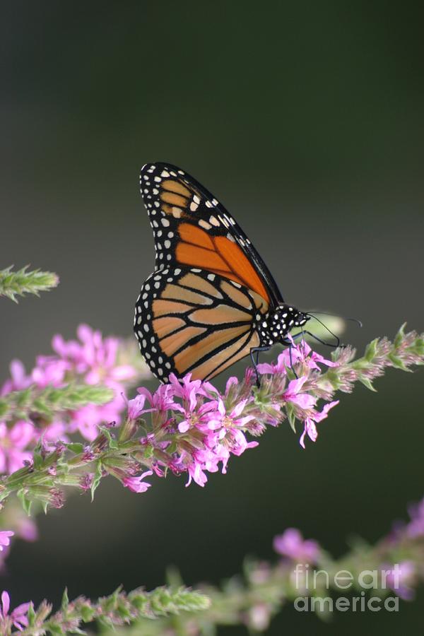 The Monarch Photograph by Living Color Photography Lorraine Lynch