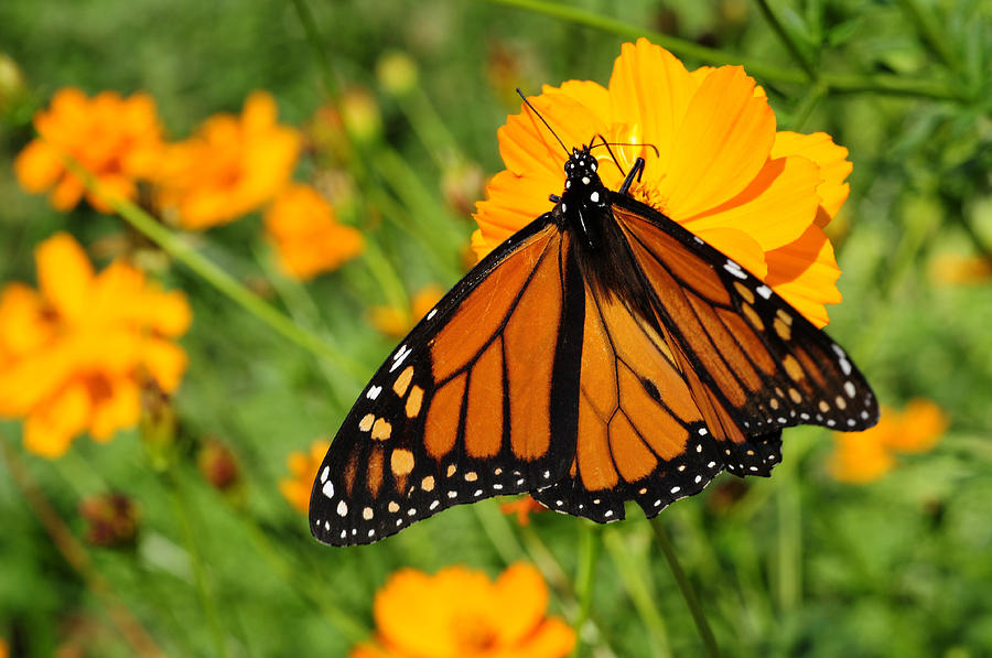 Butterfly Photograph - The Monarch by Wanda Brandon