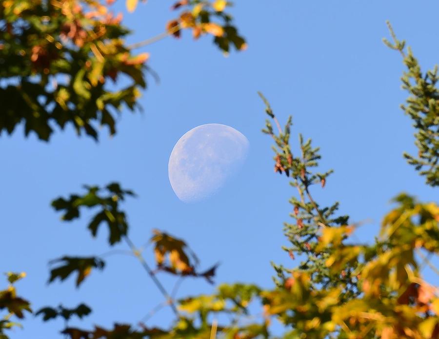 The Moon This Morning Photograph by Ronda Broatch