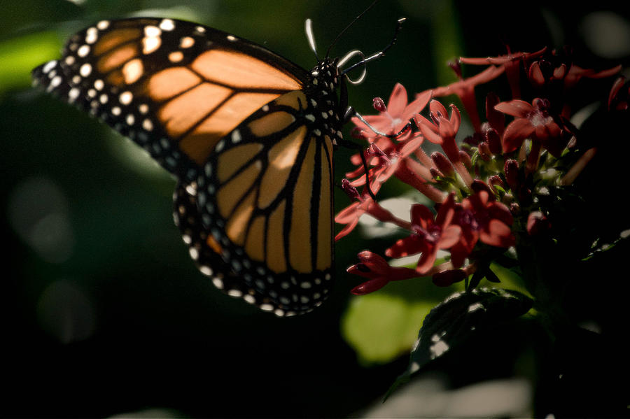 The Morning Monarch Photograph by Trish Tritz