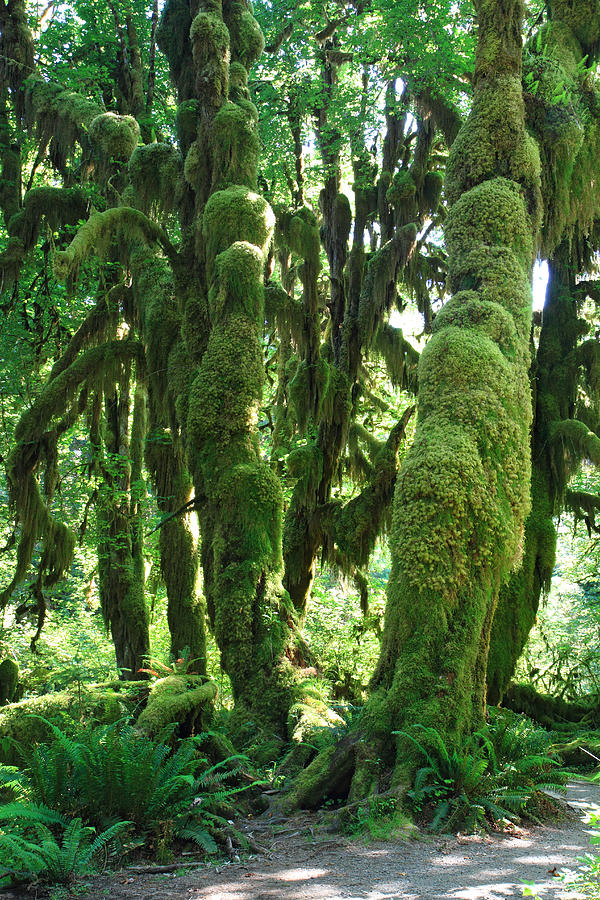 The moss covered trees of the rain forest in Olympic National park Photograph by Pierre Leclerc Photography