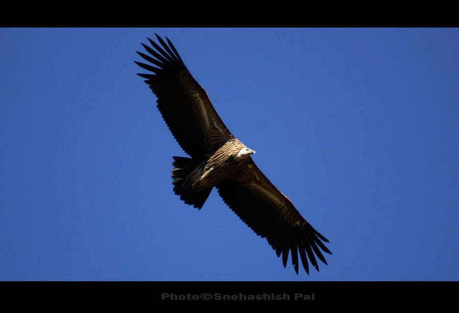 The Mountain Vulture Photograph by Wildlife Photgrapher Snehashish Pal ...