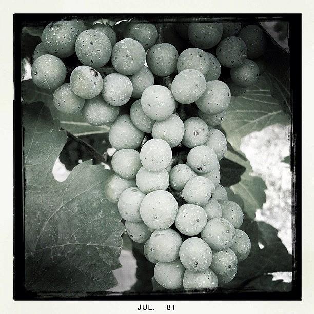 The Mösel Grapes Photograph by Henk Goossens