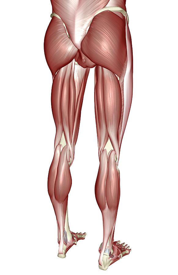 Diagram Illustrating Muscle Groups On Front Of Human Canvas Print