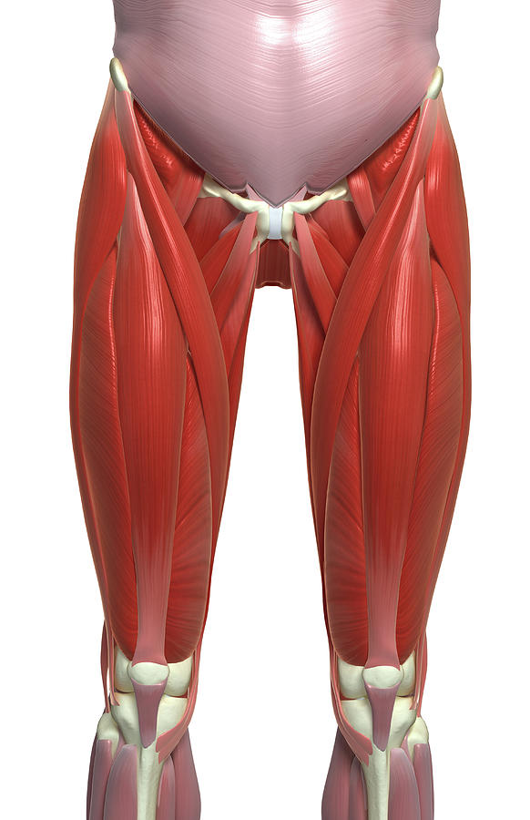 The Muscles Of The Lower Limb Photograph By MedicalRF