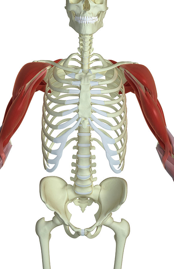 The Muscles Of The Shoulder And Upper Arm Photograph by MedicalRF.com