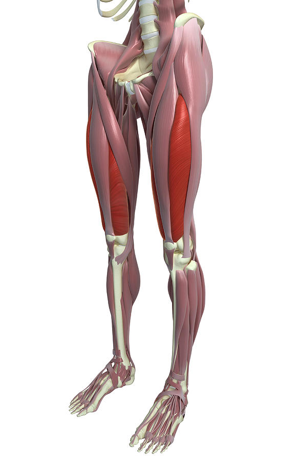 The Muscles Of The Thigh Photograph by MedicalRF.com