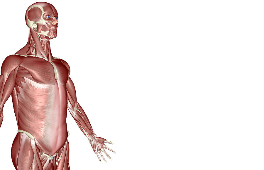 The Muscles Of The Upper Body Digital Art by MedicalRF.com