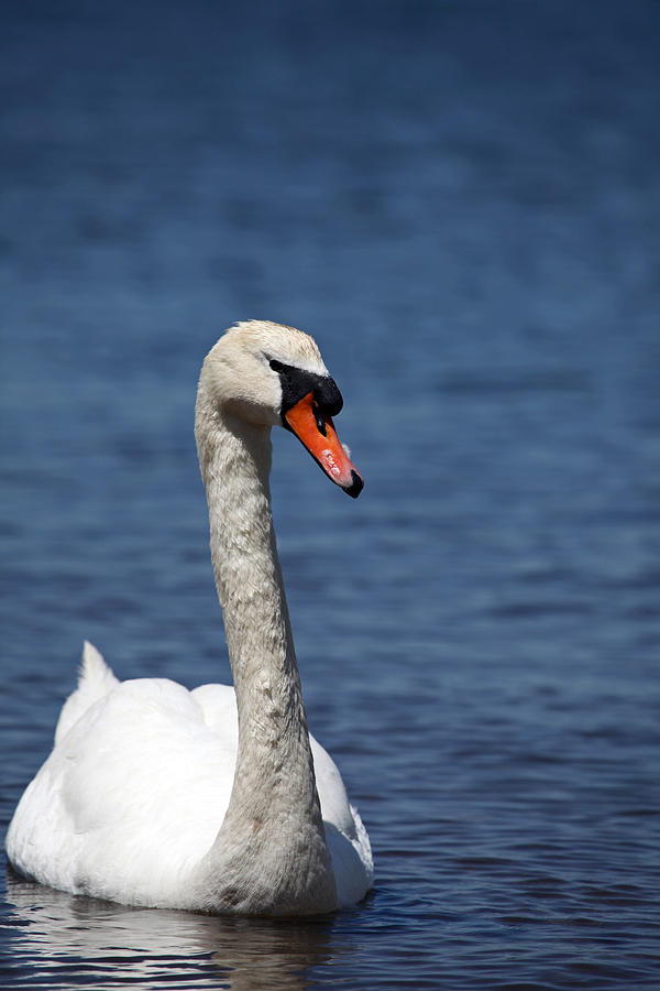 The Mute Swan Photograph by Karol Livote