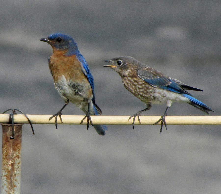The Nagging Bluebird Photograph by Betty Pieper