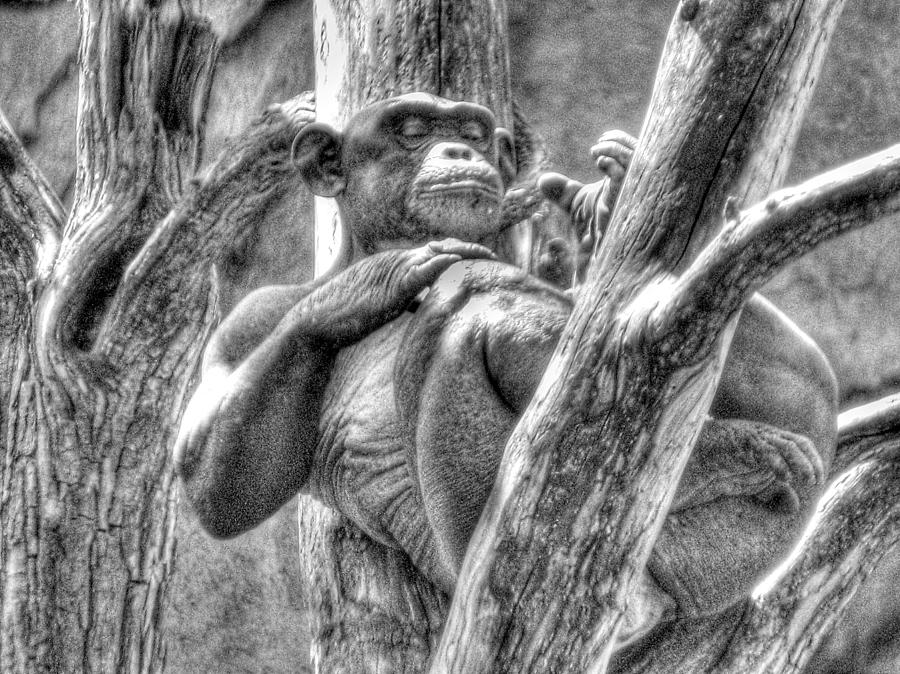Chimpanzee Photograph - The Naked Ape by William Fields