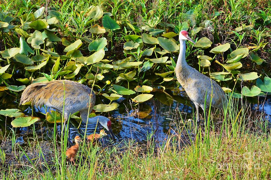 Crane Photograph - The New Family by Lynda Dawson-Youngclaus