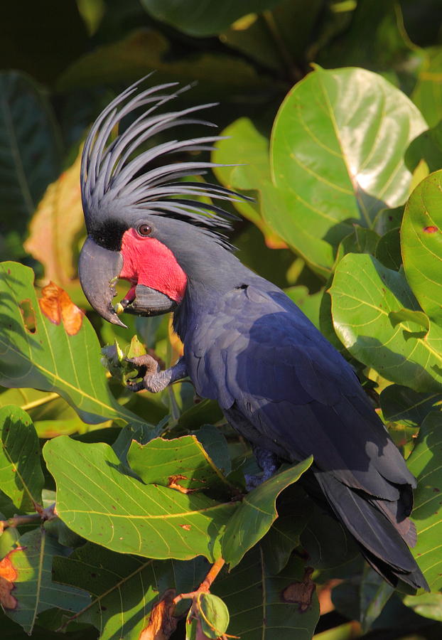 The Nutcracker - Palm Cockatoo Photograph by Bruce J Robinson