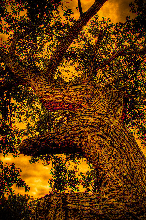 The Oak Tree at Red Rock Canyon Photograph by David Patterson