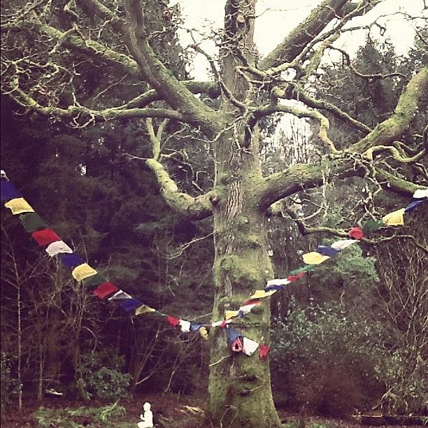 The Oak Tree Prayer Flags And The Buddha  Photograph by Plum Jojo 