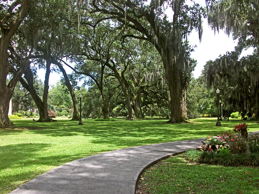 The Oaks Photograph by Helen Haw - Fine Art America