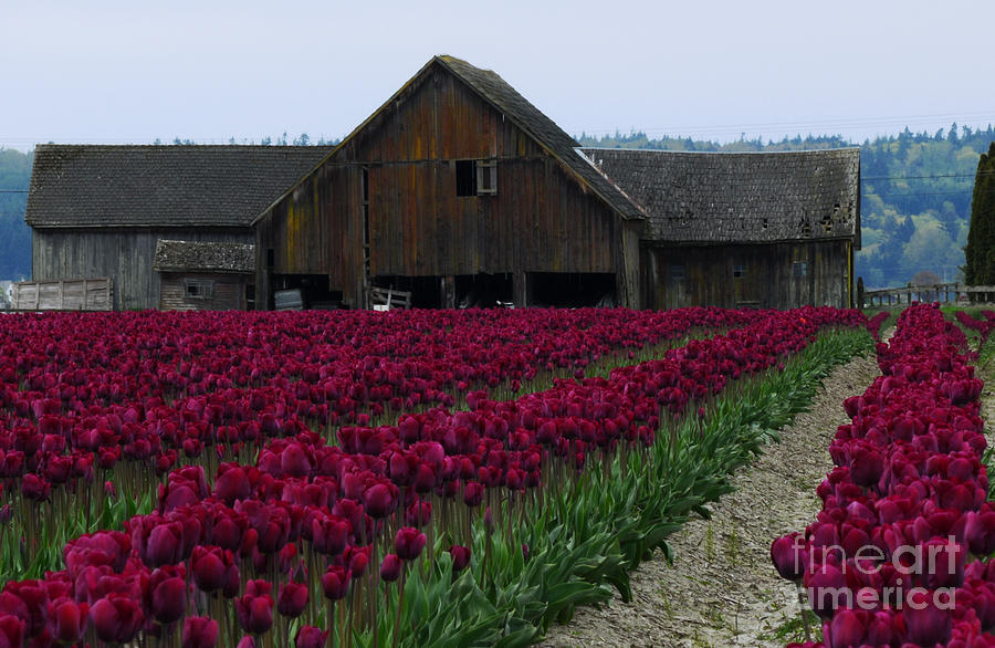The Old Barn in the Tulip Field Photograph by Vivian Christopher