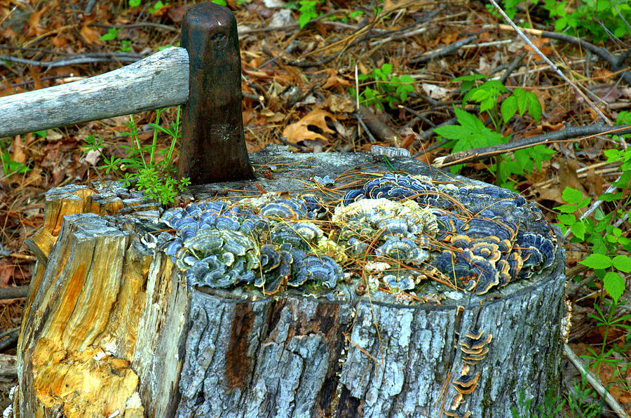 The Old Chopping Block Photograph by Bruce Carpenter