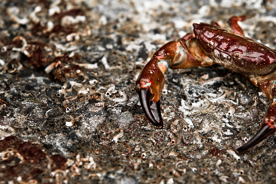 Wildlife Photograph - The Old Crab by Justin Albrecht