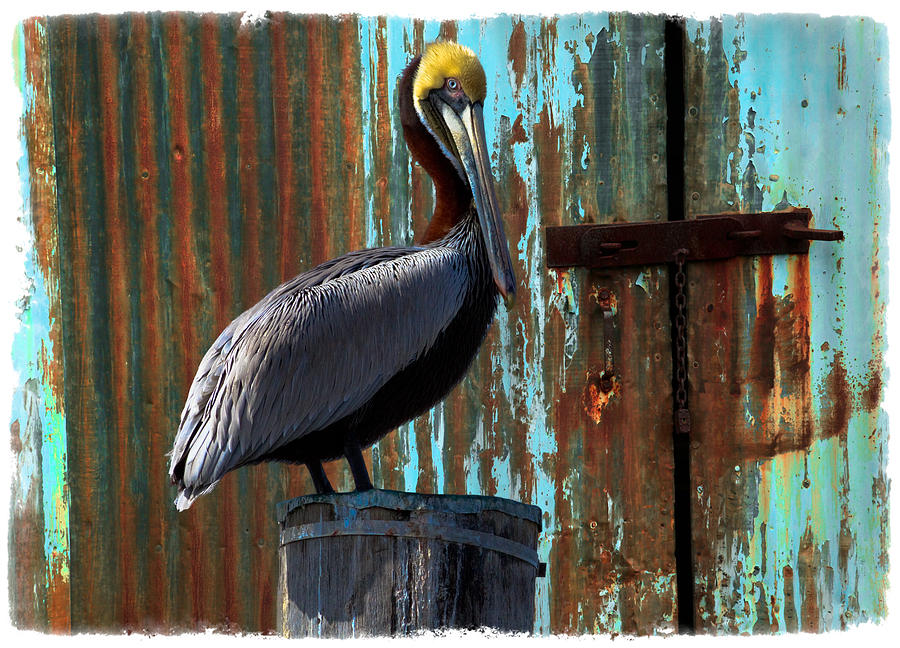 Bird Photograph - The Old Dock by Debra and Dave Vanderlaan
