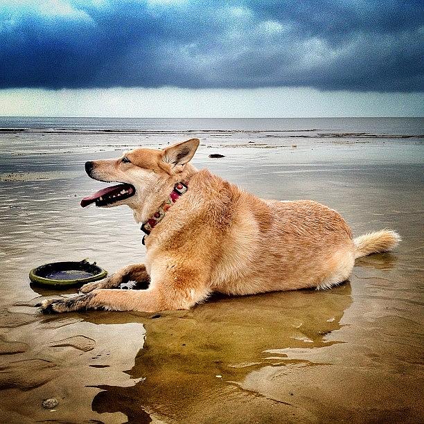 Dog Photograph - The Old Dog And The Sea. #dog #sky by Justin DeRoche