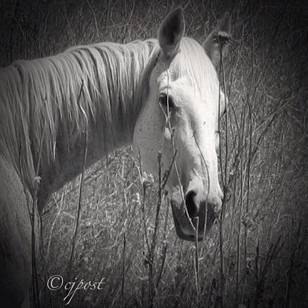 The Old Gray Mare / Repost With Photograph by Cynthia Post