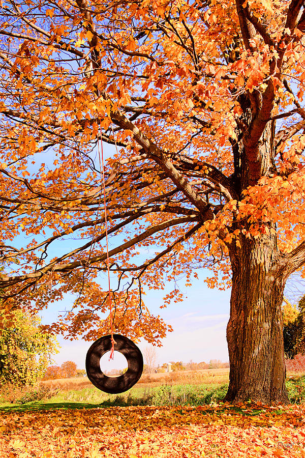 Fall Photograph - The Old Tire Swing by Donna Swiecichowski