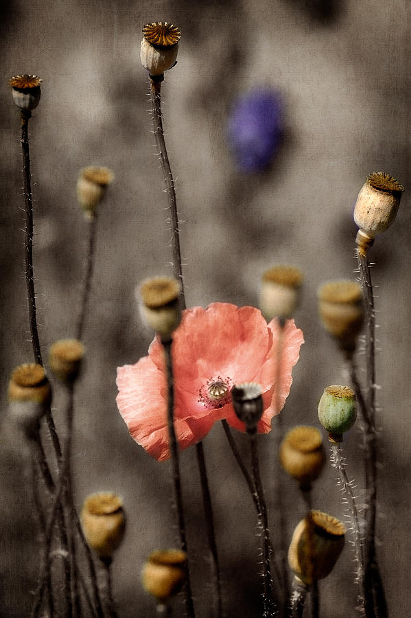 Poppy Photograph - The One by Zoran Buletic