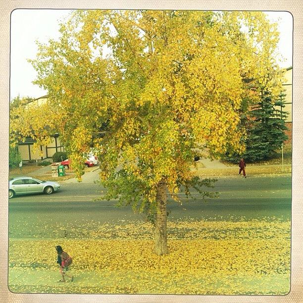 Fall Photograph - The Only One Happy On Morning Monday; by Ange Exile DuParadis