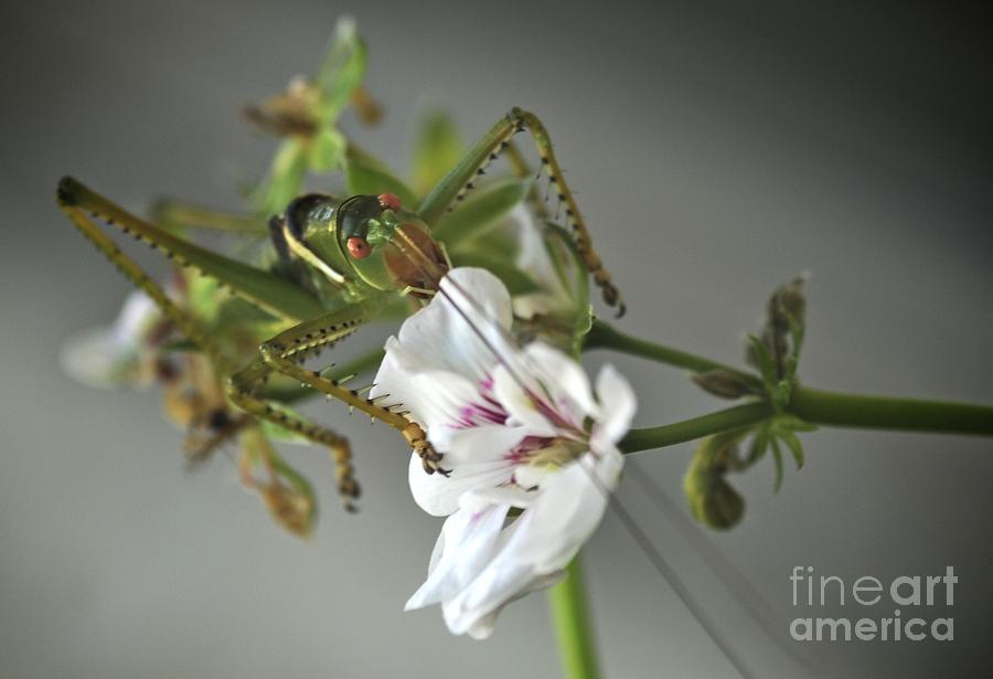 The Orange-eyed Grasshopper Photograph by Sherry Davis
