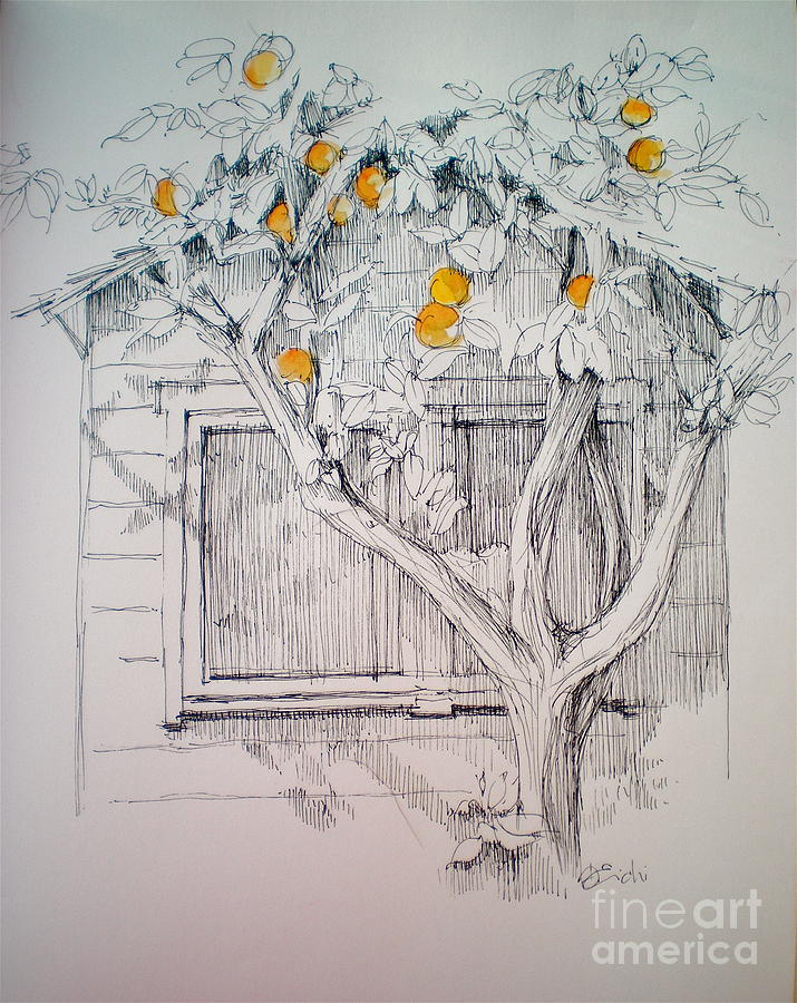 The Orange Tree Drawing By Dominique Eichi