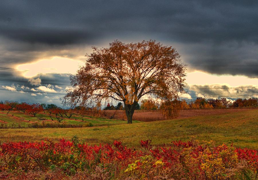 The Orchard Photograph by Laura Scharich - Pixels