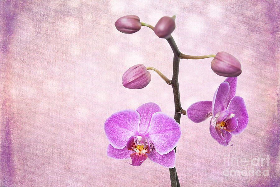 The Orchid Tree - Texture Photograph by Hannes Cmarits